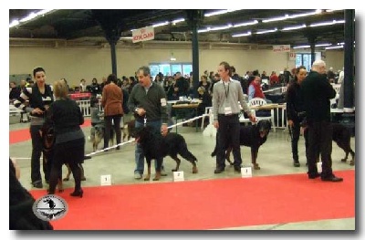 Du Mas Des Vaillants - Paris Dog Show